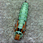 Hickory Horned Devil caterpillar