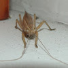 conehead katydid / bush-cricket