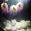 sea-anemone