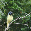 Green Jay