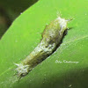 Common mormon butterfly caterpillar