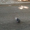 Rock pigeon