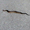 Water Moccasin