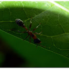 Elongate twig ant