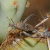 Cactus leaf-footed bug