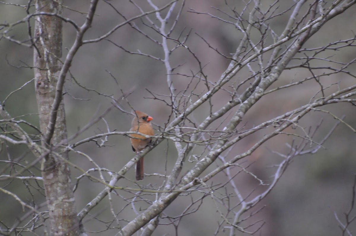 Northern Cardinal female in winter