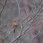 Northern Cardinal female in winter