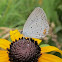 Eastern tailed-blue Butterfly