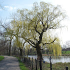 Weeping Willow