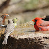 Northern Cardinal, American Goldfinch, and House Finches