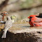 Northern Cardinal, American Goldfinch, and House Finches