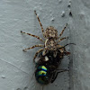 Jumping spider with housefly