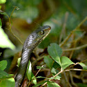 Black Racer Snake