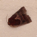 Arcigera Flower Moth