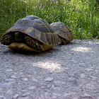 Common Turtle