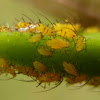 Plant lice, Aphids