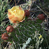 Opuntia (paddle cactus)