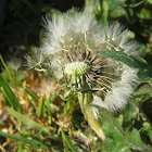 Dandelion