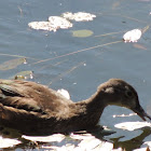Wood duck (female)