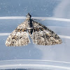 Apple Looper Moth (female)