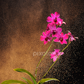 avara kadabra by Ardhy Muhammad - Flowers Flower Arangements