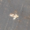 Frilly Grass Tubeworm Moth