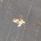 Frilly Grass Tubeworm Moth
