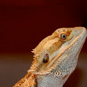 Bearded Dragon Lizard