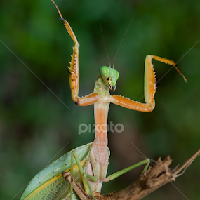 I Give Up by Tim Teo - Animals Insects & Spiders