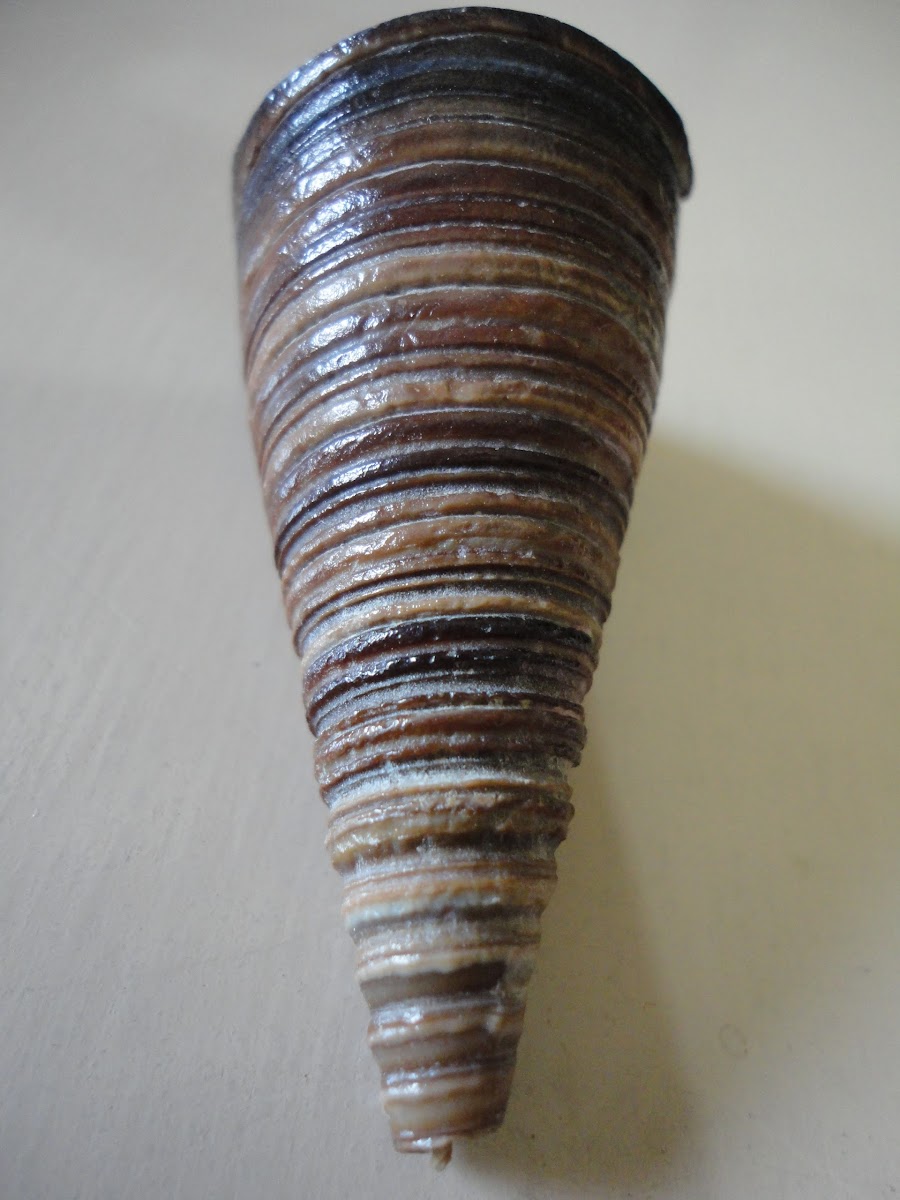 cone shell