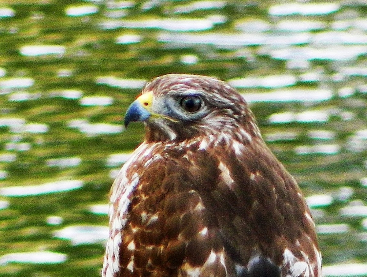 Red-shouldered Hawk (immature)