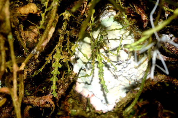 Juvenile Moss-Mimic Walking Stick | Project Noah