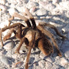 Desert Tarantula