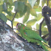 Crimsom-fronted parakeet