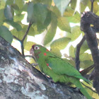 Crimsom-fronted parakeet