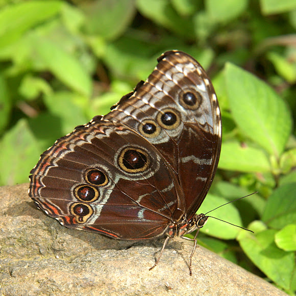 Blue Morpho Butterfly | Project Noah