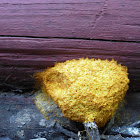 dog vomit OR scrambled egg - slime mold