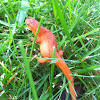 Red Spotted Newt (Red Eft Phase)