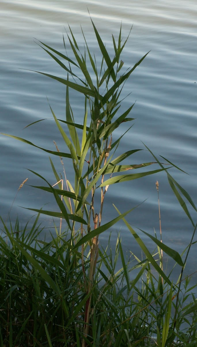 Reed Canary Grass