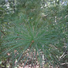 Eastern White Pine