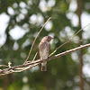 Brown-Streaked Flycatcher