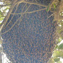 honey bee nest