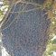 honey bee nest