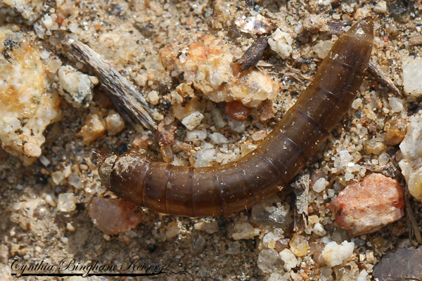 Darkling Beetle larvae