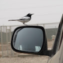 White Wagtail