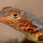 Galapagos lava lizard
