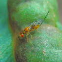 Torymid wasp