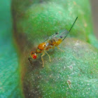 Torymid wasp