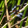 Widow Skimmer ( Male)