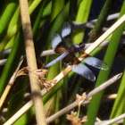 Widow Skimmer ( Male)